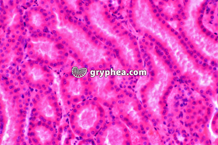 Tubules Rein x100 - gryphea.com